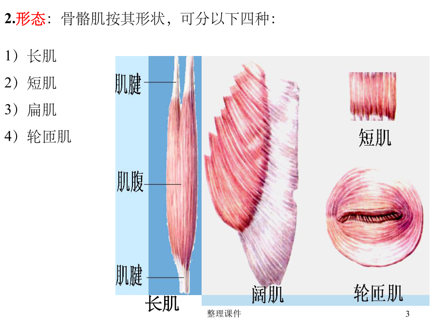 运动解剖学肌学课件.ppt_第3页