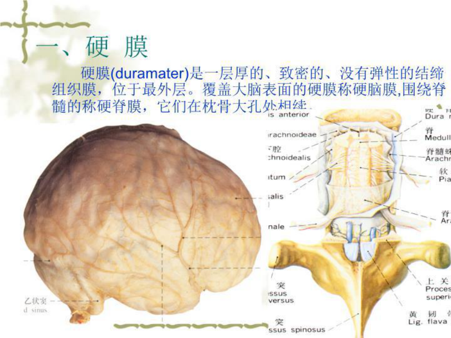 最新J脑和脊髓的被膜2课件.ppt_第3页