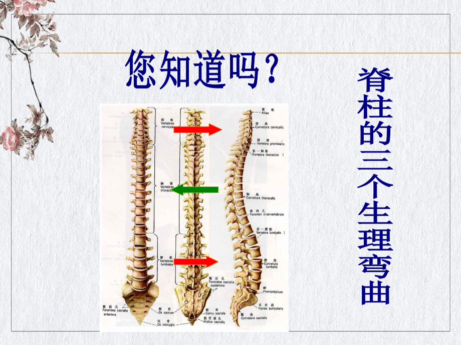 颈椎病预防讲课课件.pptx_第2页