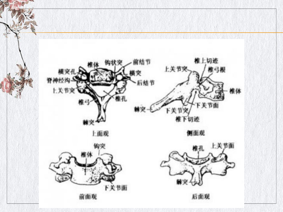 颈椎病预防讲课课件.pptx_第3页