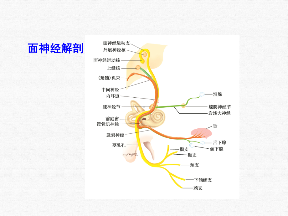 面神经疾病讲课课件.pptx_第2页