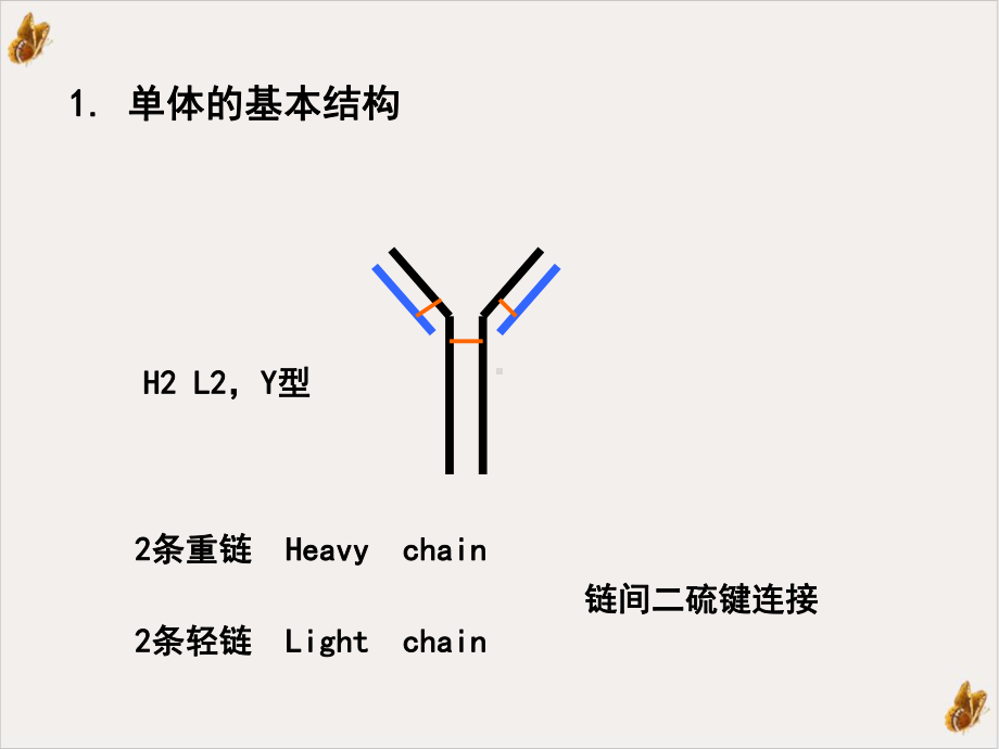 免疫球蛋白医学免疫学课件.ppt_第3页