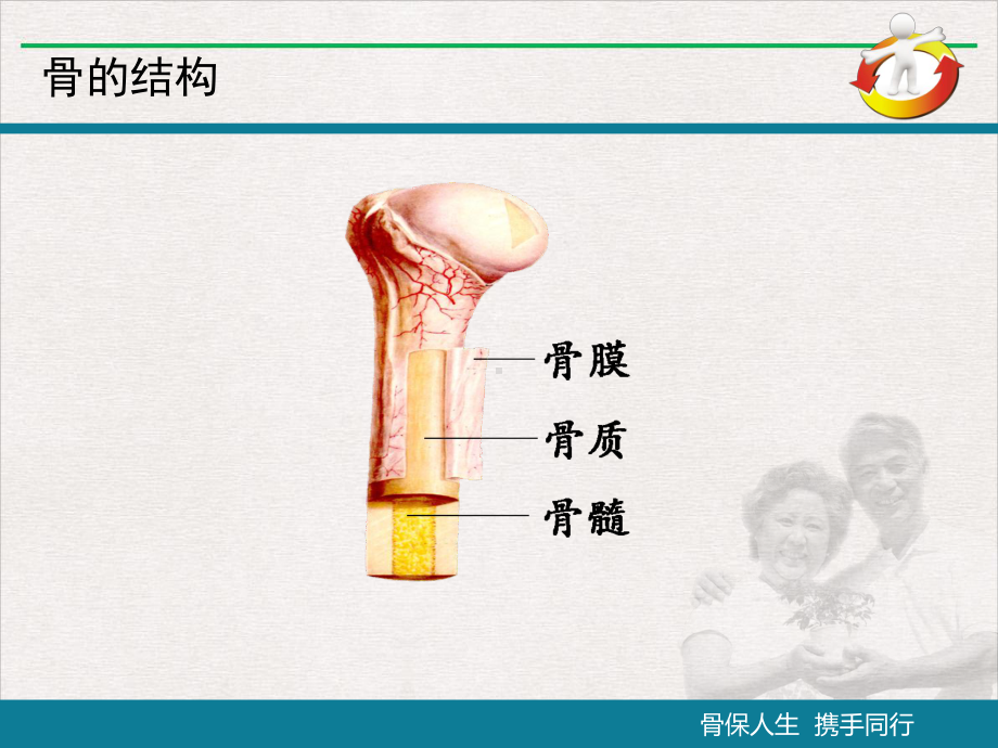 骨质疏松患者教育课件.pptx_第2页