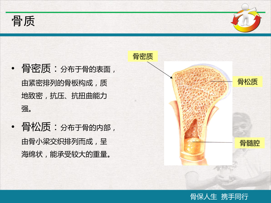 骨质疏松患者教育课件.pptx_第3页