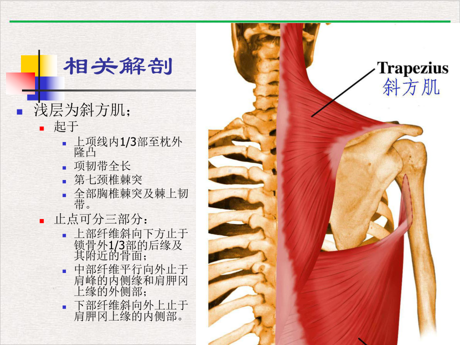 颈肌损伤型颈椎病新版课件.pptx_第1页