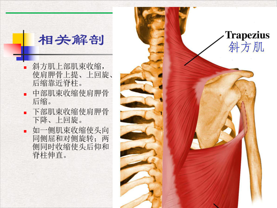 颈肌损伤型颈椎病新版课件.pptx_第2页