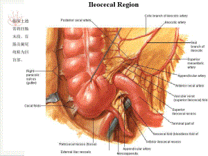 阑尾切除的临床解剖课件.pptx