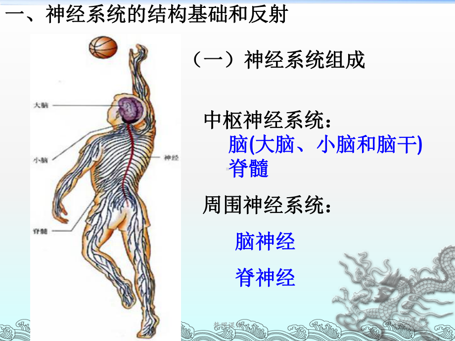 高中生物神经系统调节课件.ppt_第3页