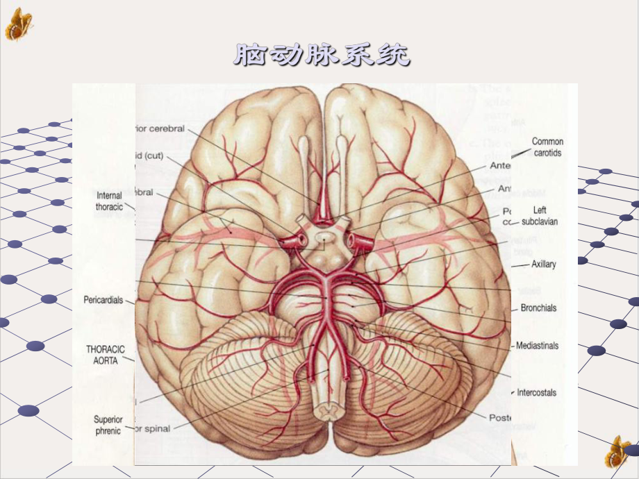 颈动脉狭窄的诊断支架治疗的病例选择围手术用药课件.pptx_第1页