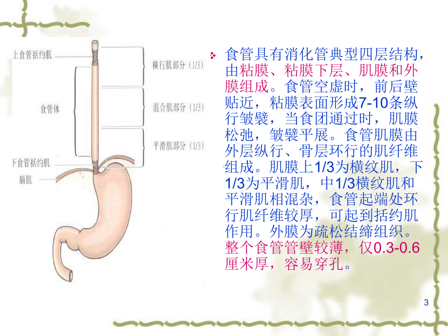 食道癌护理常规肠内营养护理常规资料课件.ppt_第3页