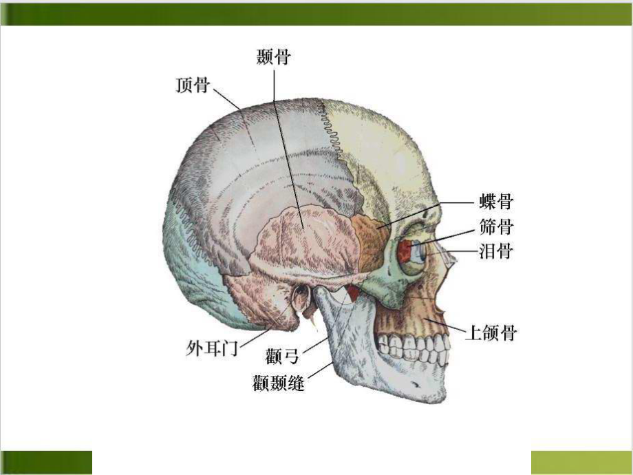 颅骨骨折稿课件整理.pptx_第3页