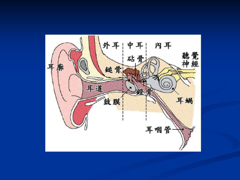 鼓室成型术的手术配合课件.ppt_第3页