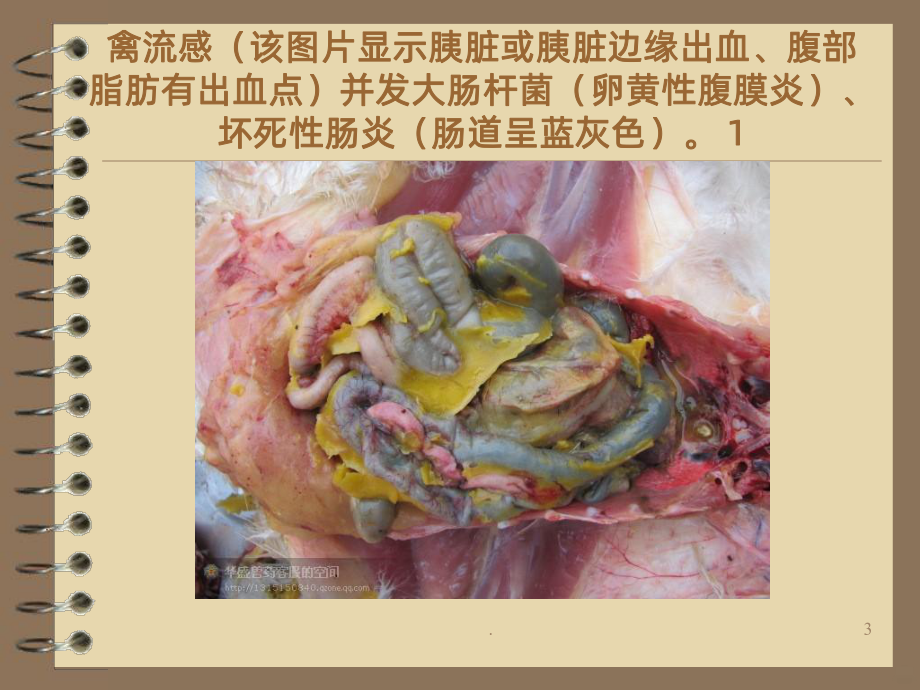 第七节-鸡坏死性肠炎课件.ppt_第3页