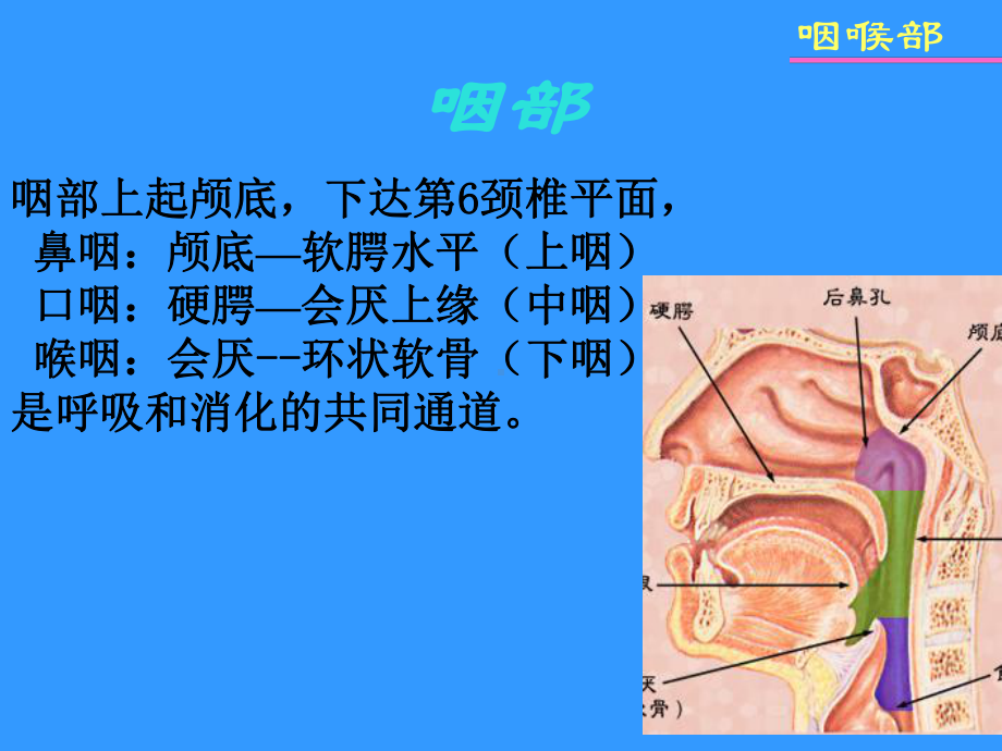 鼻咽及喉部影像学诊断课件.ppt_第2页