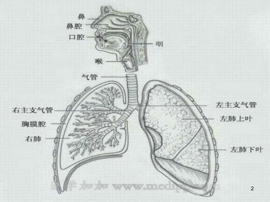 气道湿化的护理课件.ppt_第2页