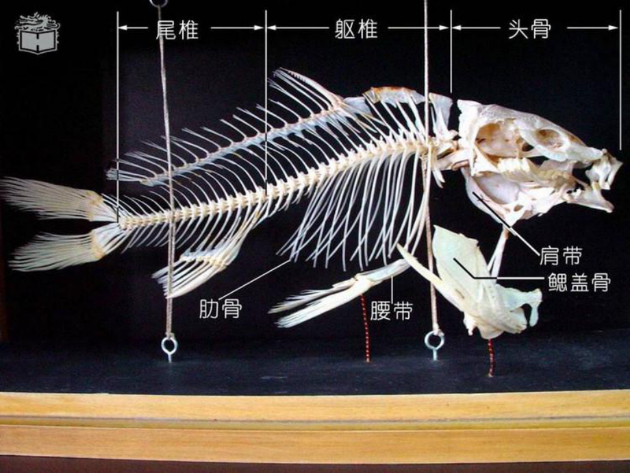 人教版八年级上册生物-鱼课件.ppt_第1页