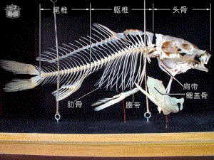 人教版八年级上册生物-鱼课件.ppt