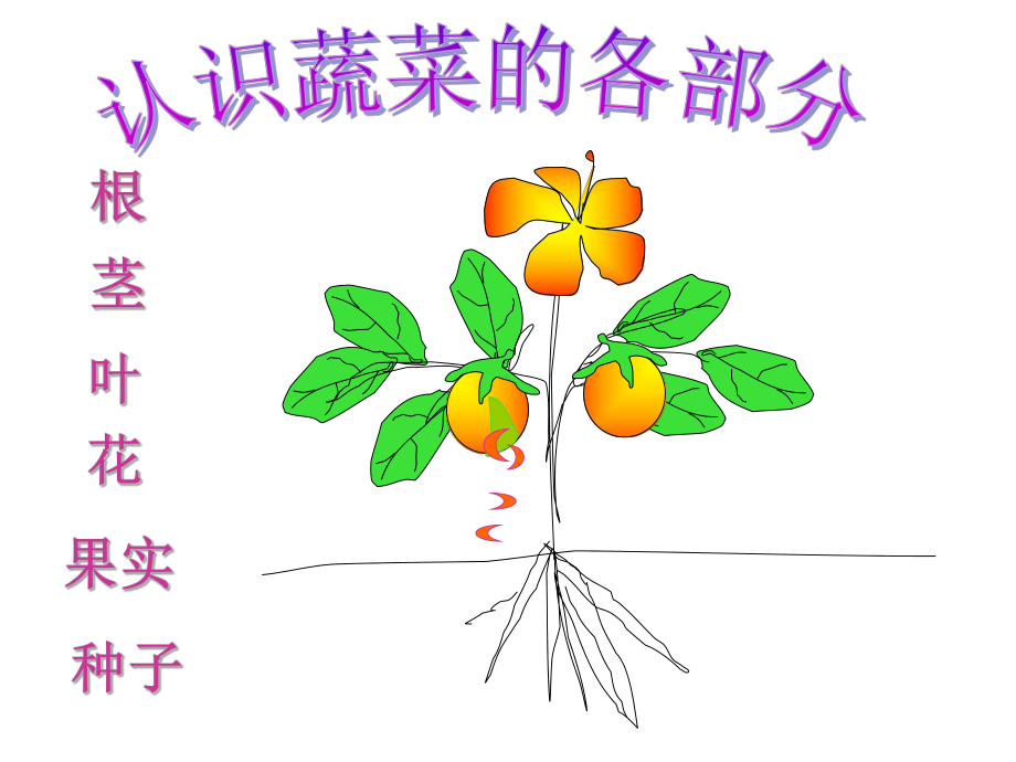 中班科学课件认识蔬菜课件.ppt_第3页