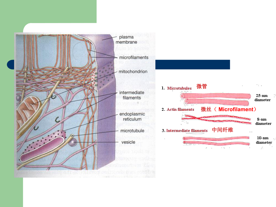 细胞骨架与细胞的运动66448课件.ppt_第2页