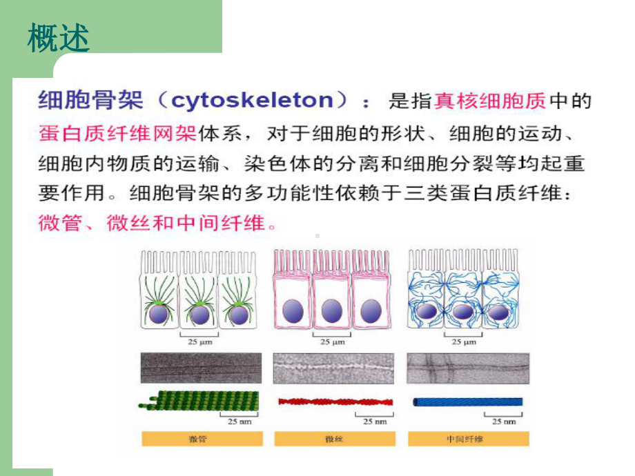 细胞骨架与细胞的运动66448课件.ppt_第3页