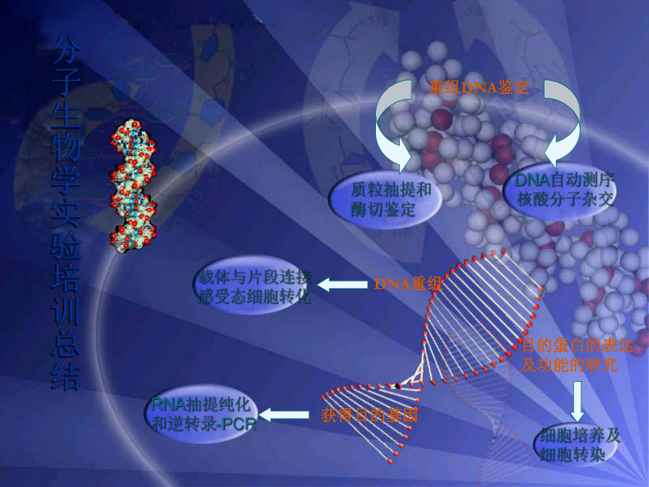 分子生物学培训总结课件.ppt_第1页