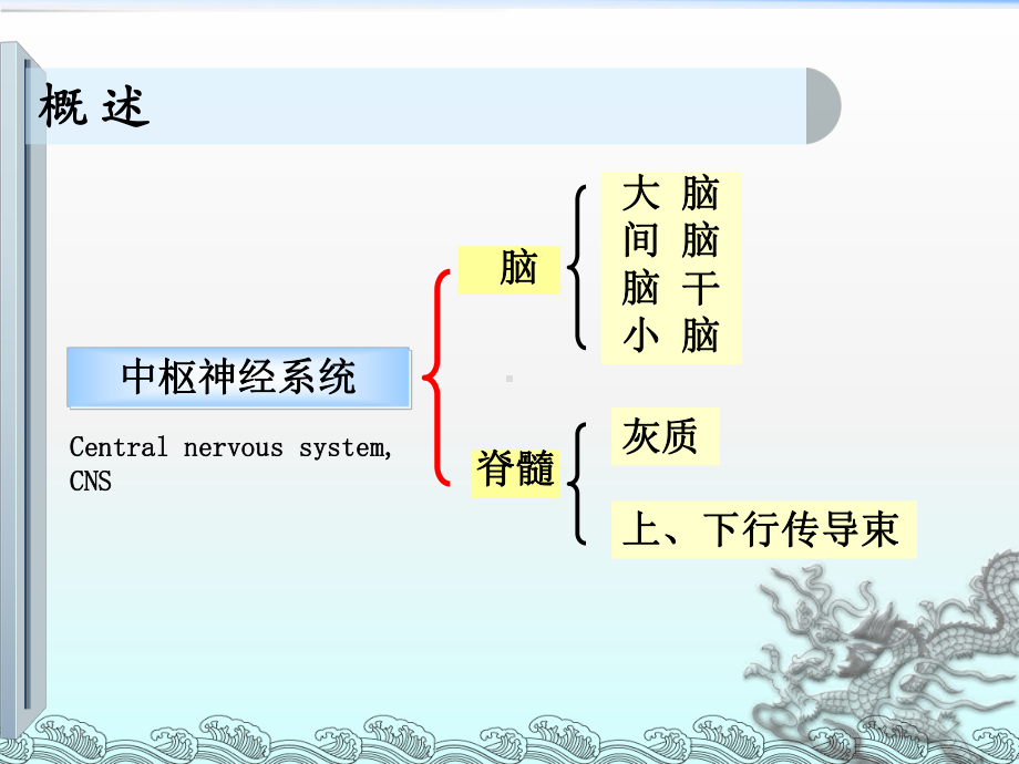 《大脑的解剖及定位》课件.ppt_第2页