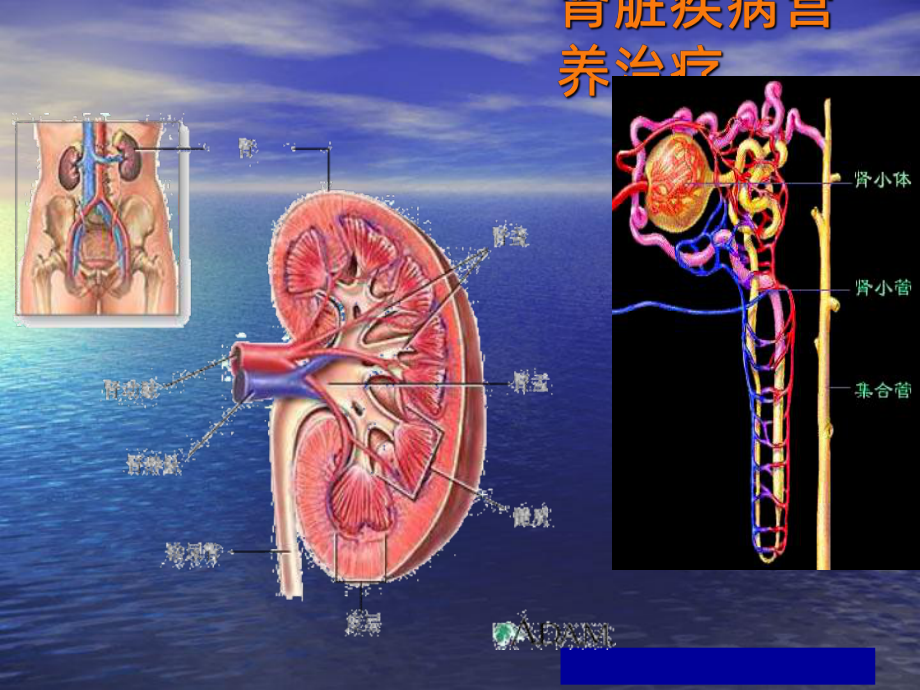 肾脏疾病营养治疗-课件.ppt_第2页