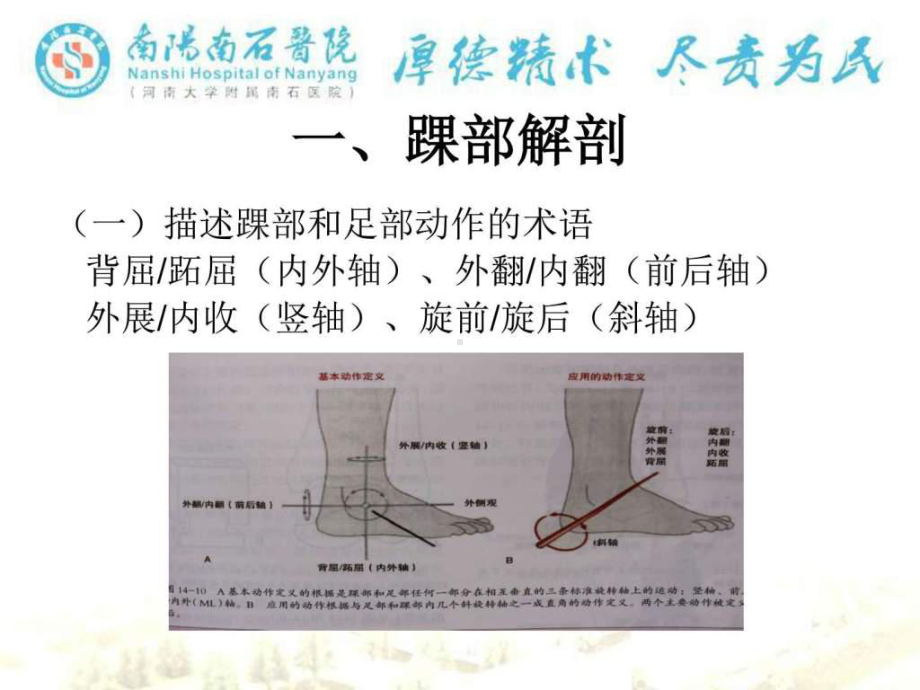 足下垂的康复防治课件.pptx_第2页