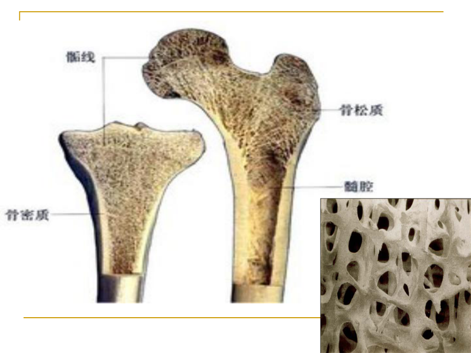 骨质疏松最终版课件.ppt_第2页