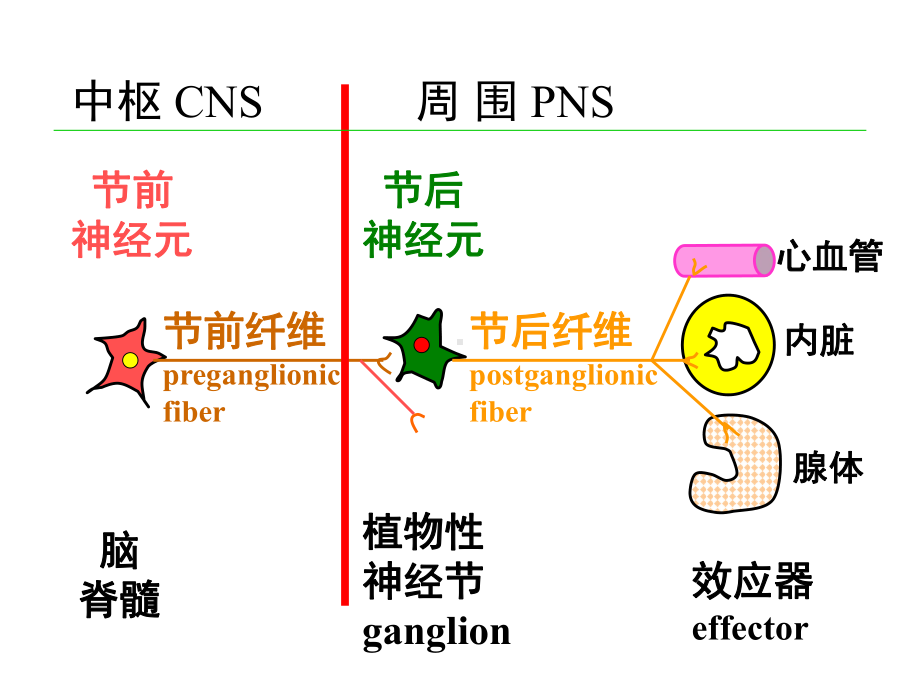 解剖第九课内脏神经课件.ppt_第3页