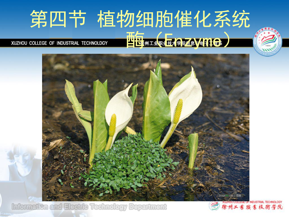 第四节植物催化系统-酶课件.ppt_第1页