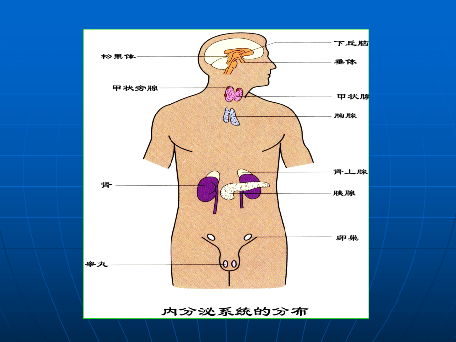 西北师范大学组织学课件-(59).ppt_第3页