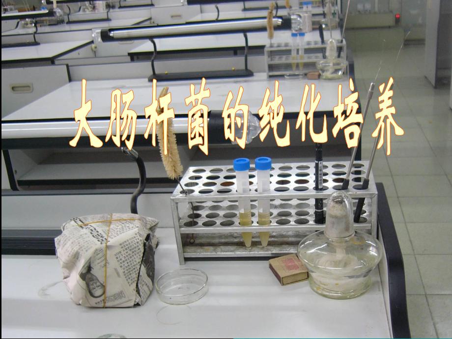 高中生物核心概念高考复习课件-微生物培养与应用B.ppt_第3页