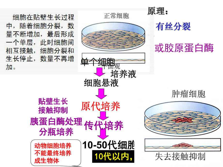 动物细胞培养和核移植技术-课件.ppt_第3页