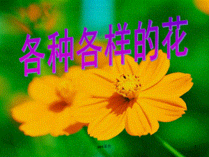 各种各样的花-课件.ppt