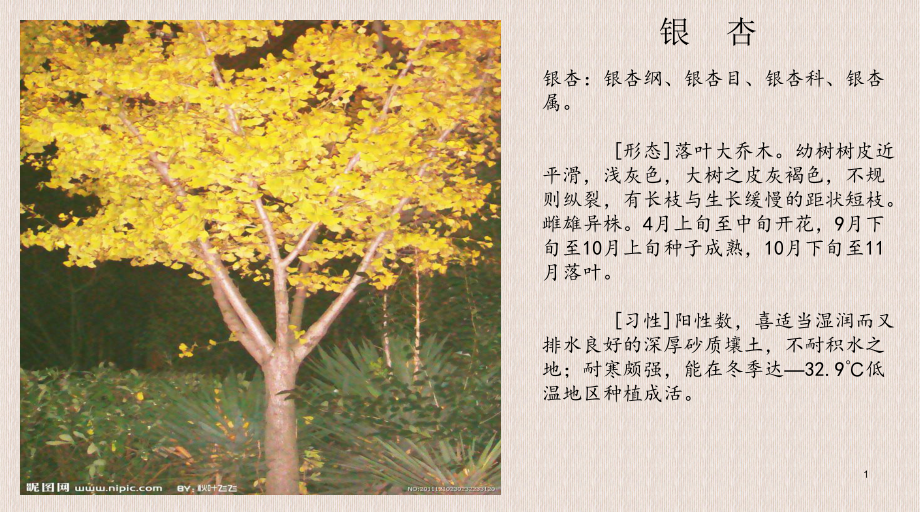 30种植物简介课件.ppt_第1页