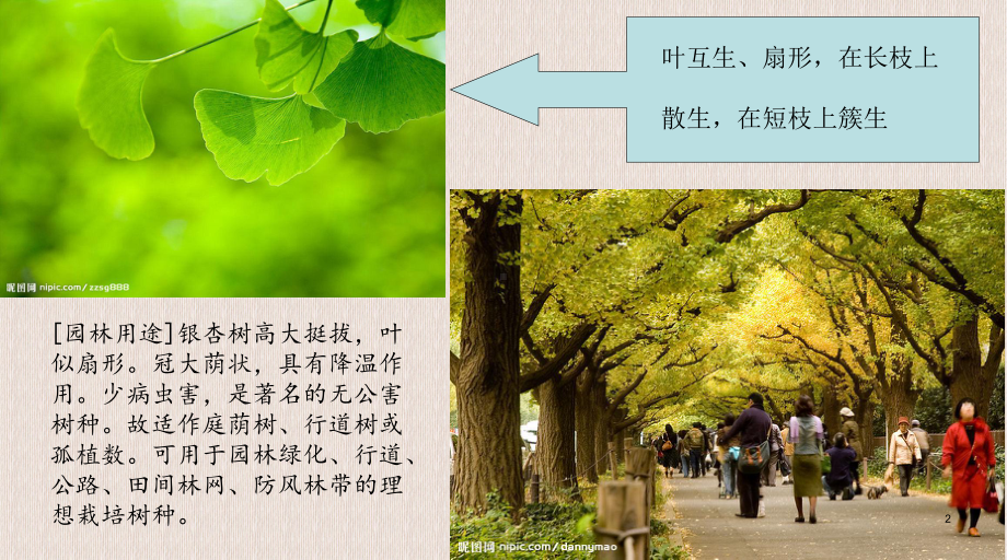 30种植物简介课件.ppt_第2页