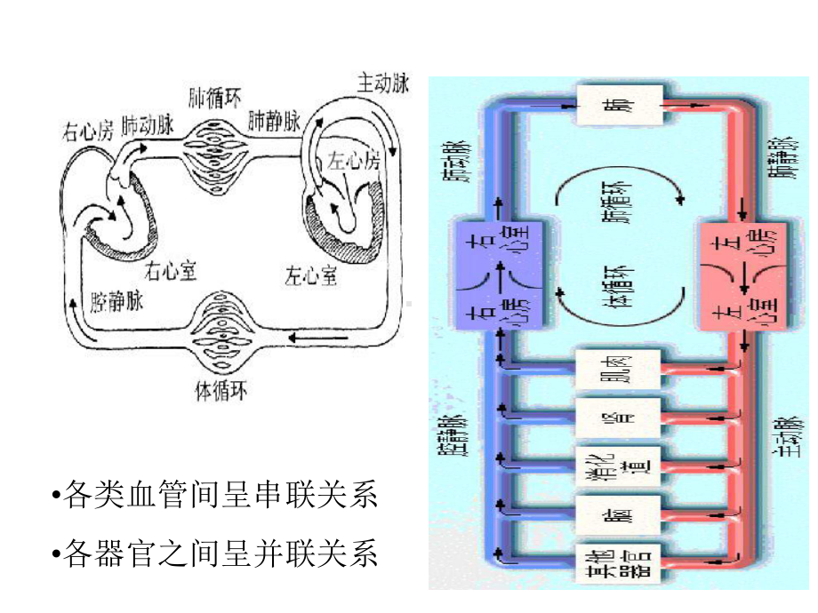 血管生理学-2课件.ppt_第2页