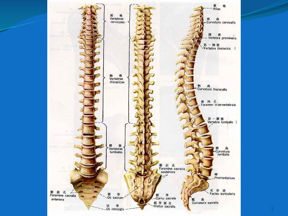 脊柱骨折教学课件.ppt_第3页