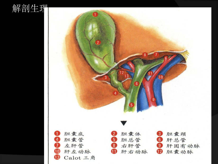 胆囊炎病例分析课件.ppt_第3页