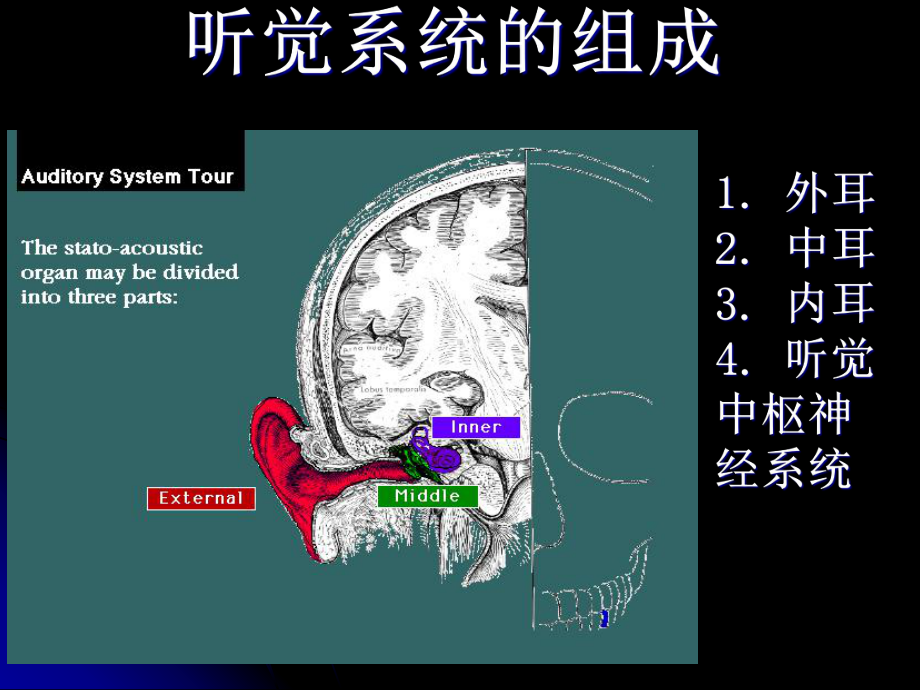 听觉系统解剖及生理月g课件.pptx_第3页