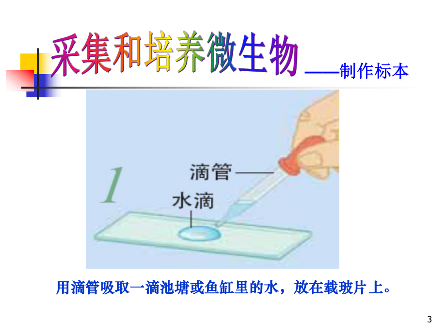 《用显微镜观察身边的生命世界(三)》课件.ppt_第3页