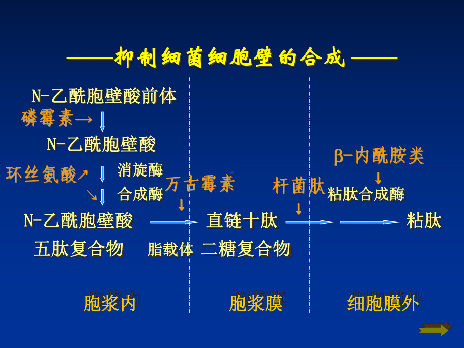 补充02抗生素(B内酰胺类)课件.ppt_第3页