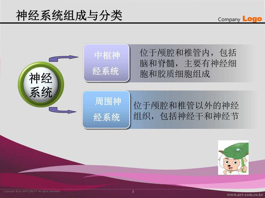 脊神经解剖与临床课件.ppt_第3页