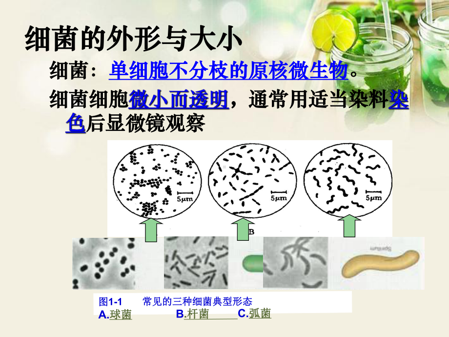 高中生物《第二章-第一节-微生物的实验室培养》课件1-新人教版选修1.ppt_第3页