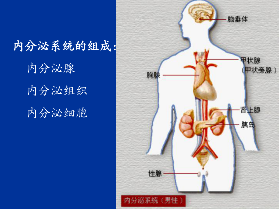 内分泌疾病-课件.ppt_第2页