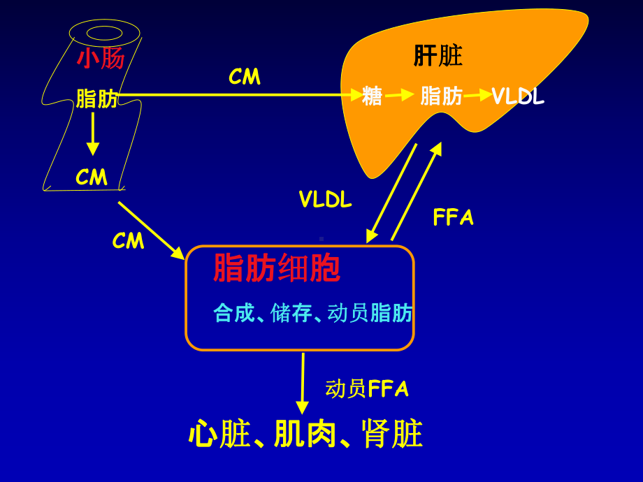 脂肪组织的发育与衰老课件.ppt_第3页