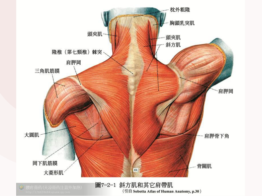 上交叉综合征课件.ppt_第2页