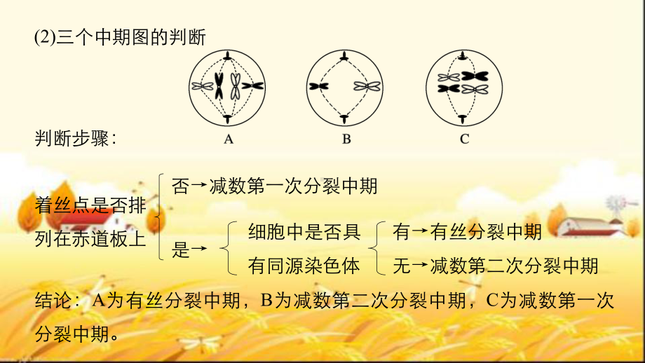 减数分裂和有丝分裂图像和曲线图总结课件.pptx_第3页