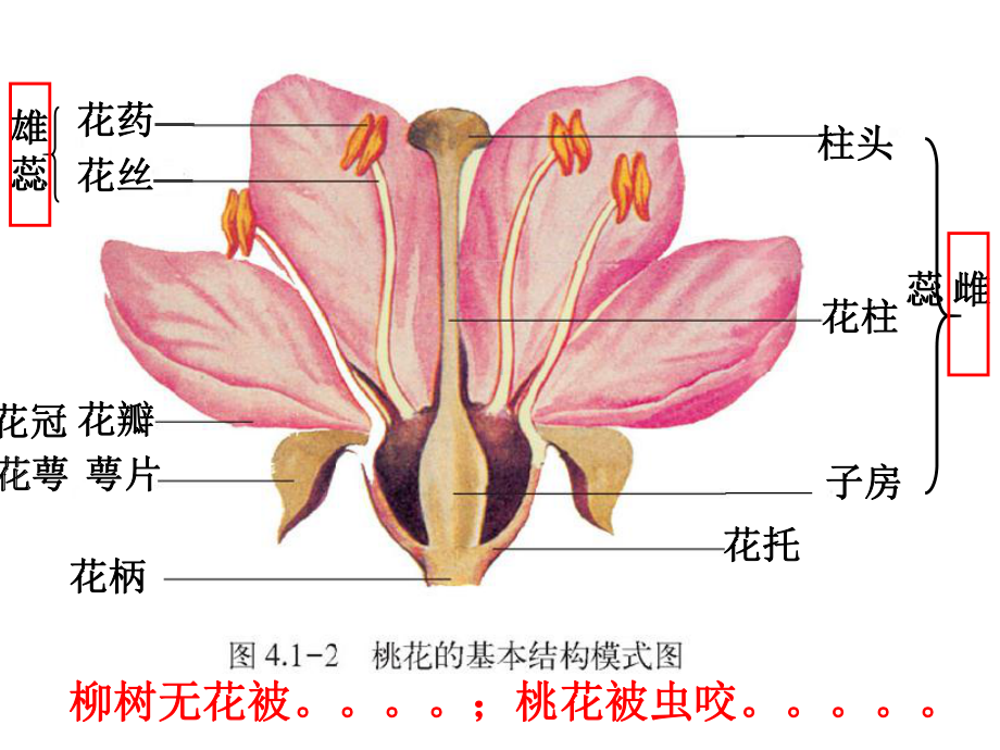 八年级上册生物花的结构课件.ppt_第1页